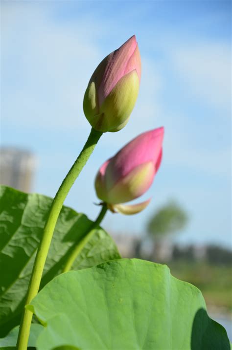 荷花的意思